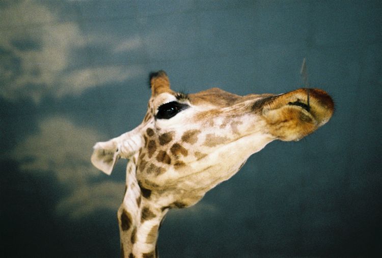 Low angle view of giraffe
