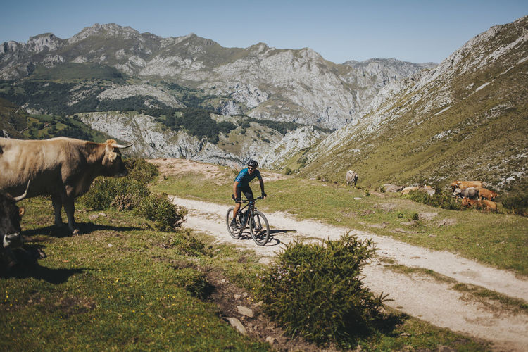 Male cyclist riding mountain bike by cow, picos de europa national park, asturias, spain