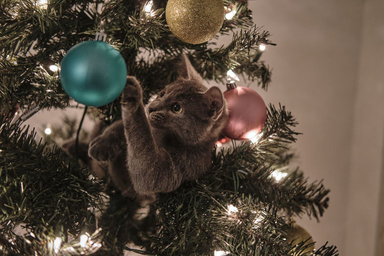 Small gray kitten in a christmas tree