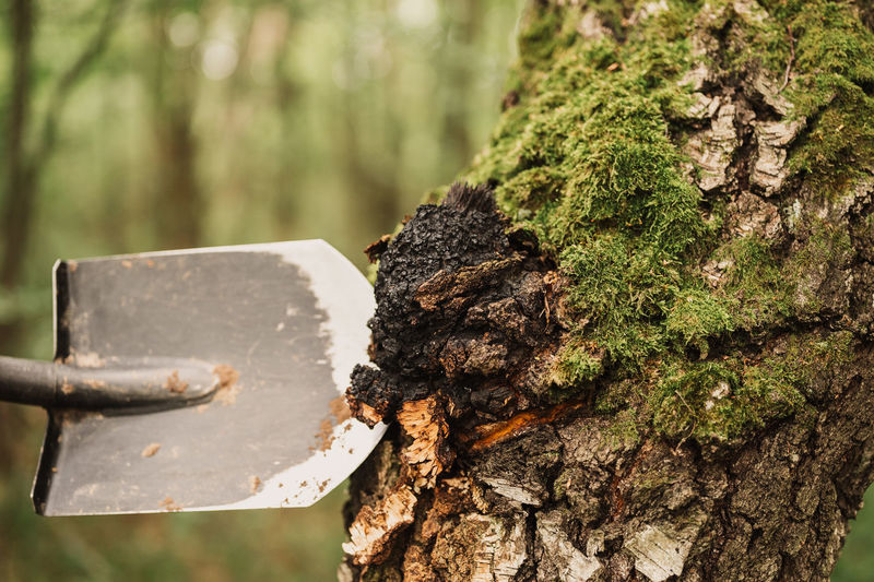 Man survivalists with a shovel in hands gathering chaga mushroom growing on the birch tree trunk