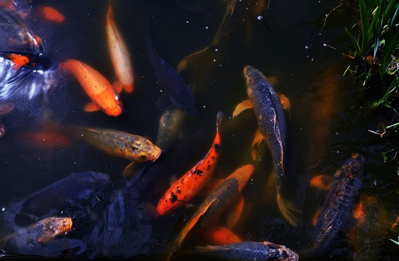 High angle view of koi karps swimming in pond