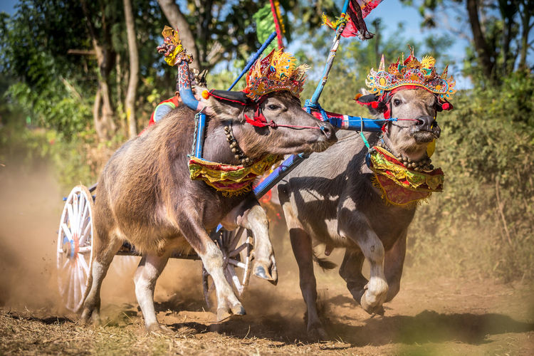 Indonesian traditional race with buffaloes