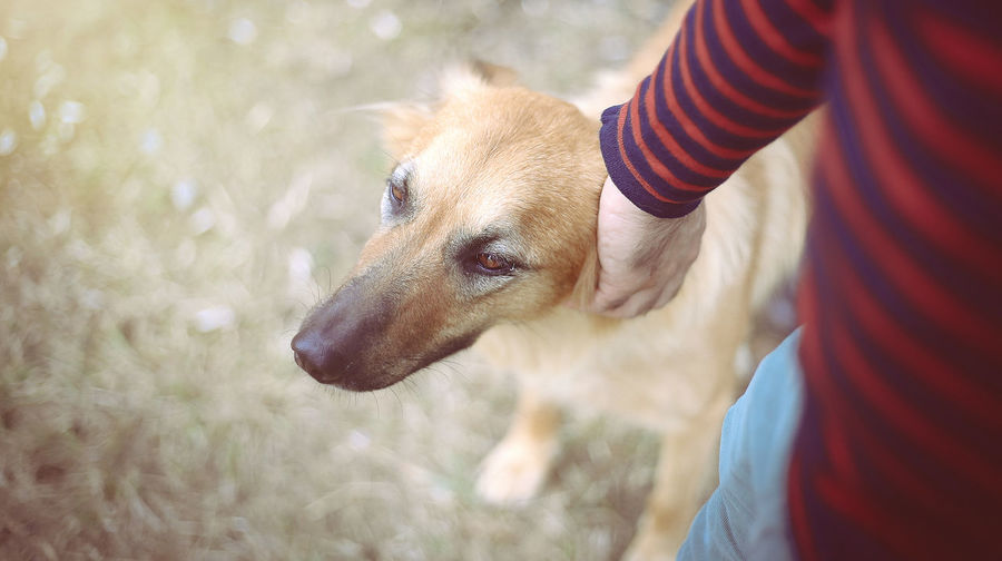 Dog looking away