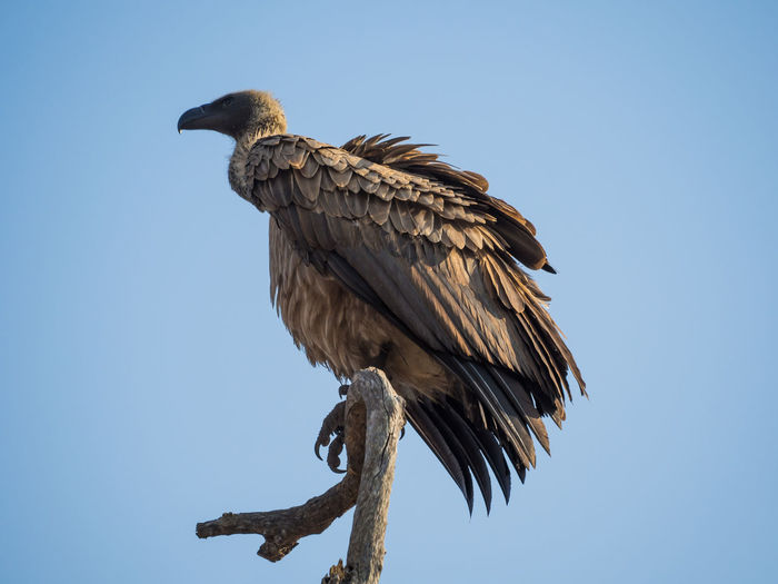 Low angle view of vulture perching against clear sky, kruger national park, south africa