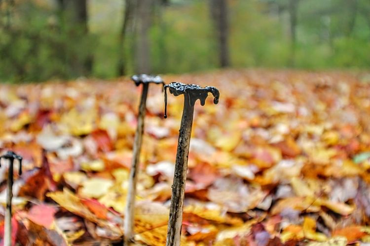 Close-up of bicycle falling on dry leaves on field