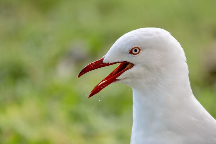 Close-up of a seagull 