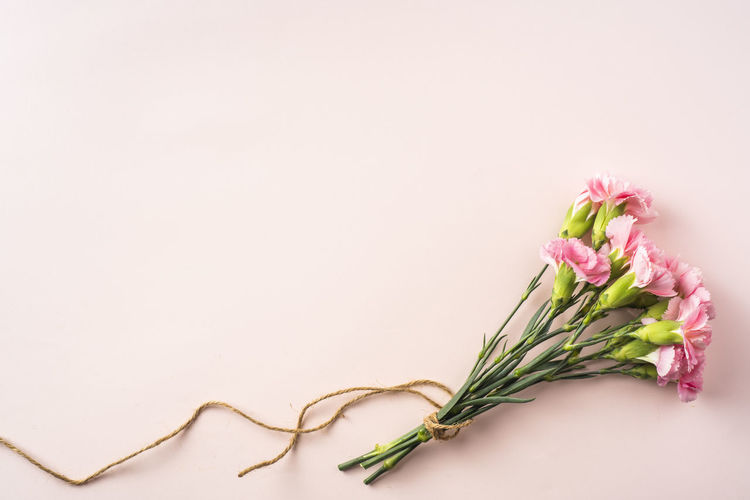 Close-up of pink flower on table against white background