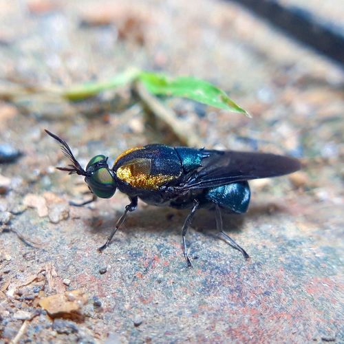 Close-up of insect 2