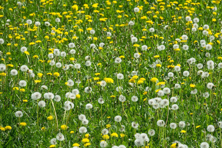 Fresh white flowers in field