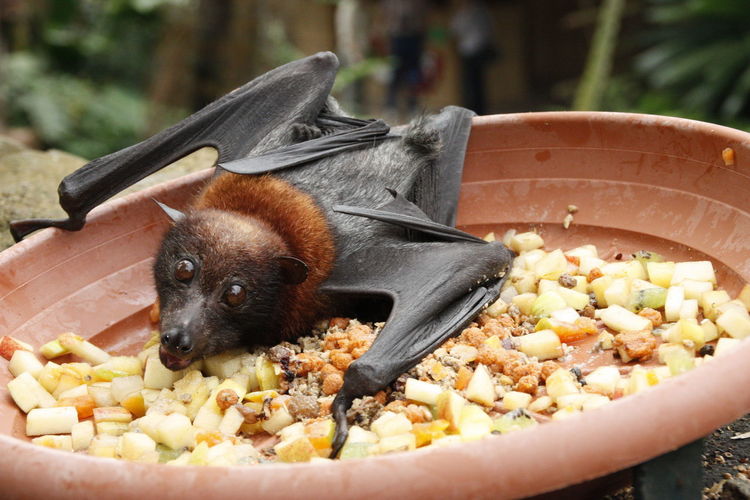Close-up portrait of bat on food in container