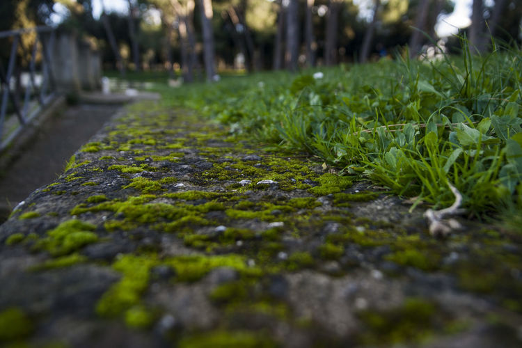Close-up of moss growing on footpath