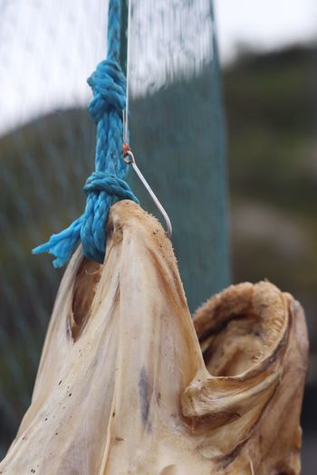 Close-up of animal nose tied with rope