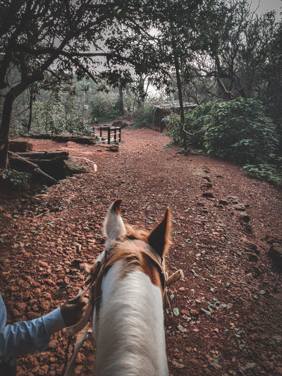 Horse riding in forest