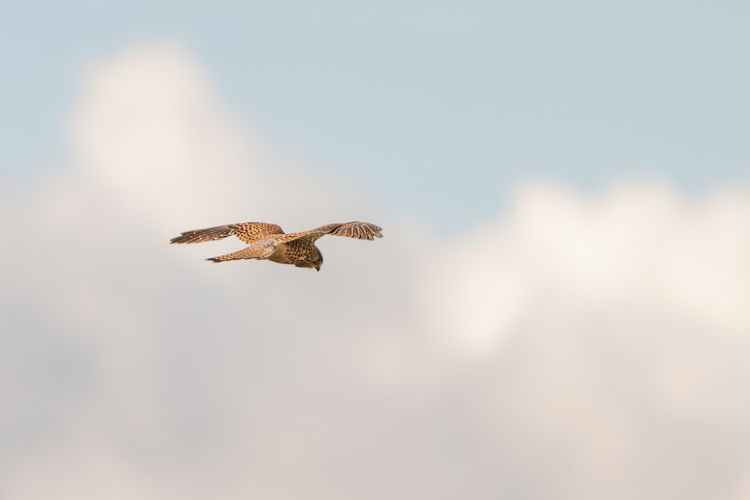 Close-up of kestrel bird of prey hovers against a beautiful blue sky with white clouds