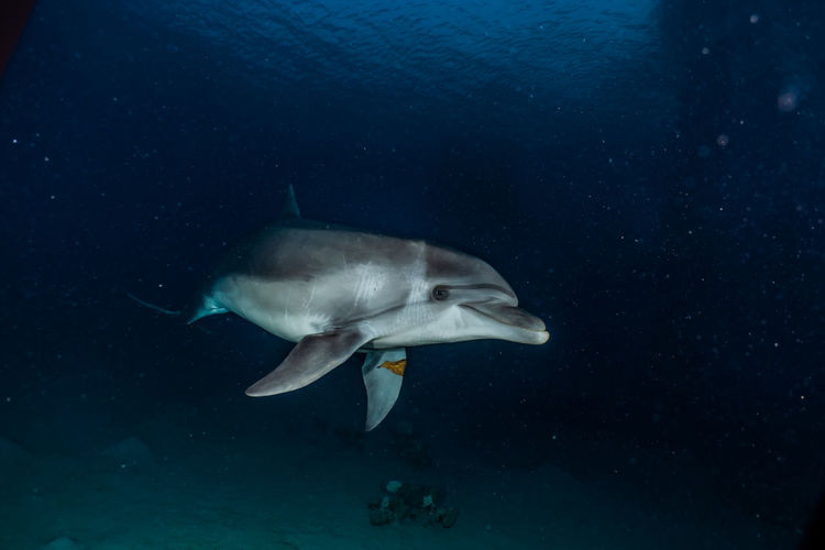 Dolphin swimming undersea