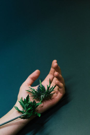 Close-up of hand holding plant against green background