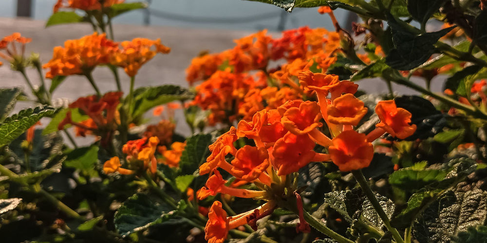 Close-up of orange flowers