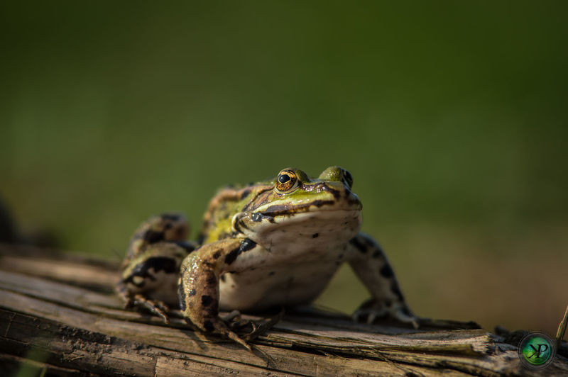 Close-up of lizard on leaf