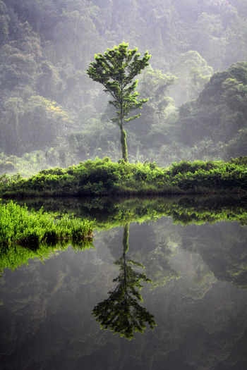 Reflection of tree seen in lake at forest during foggy weather