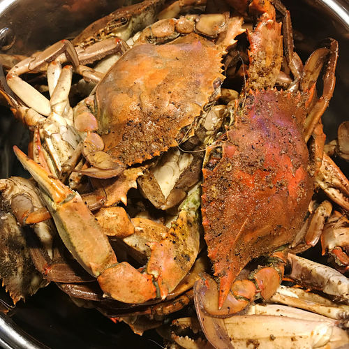 Chesapeake bay steamed crabs 