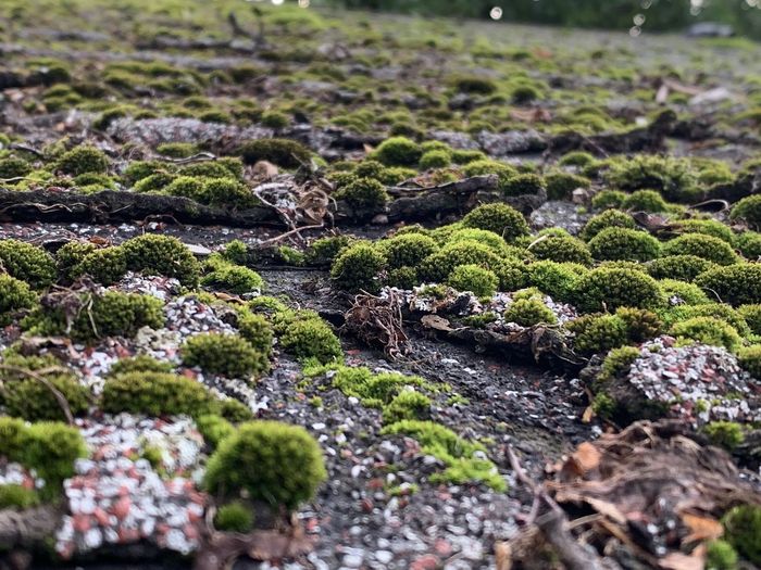 Close-up of moss growing on rocks