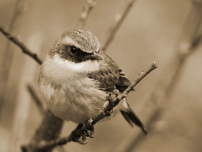 Close-up of bird perching on branch