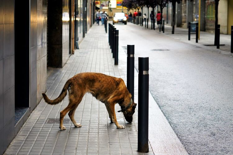 Dog on sidewalk in city