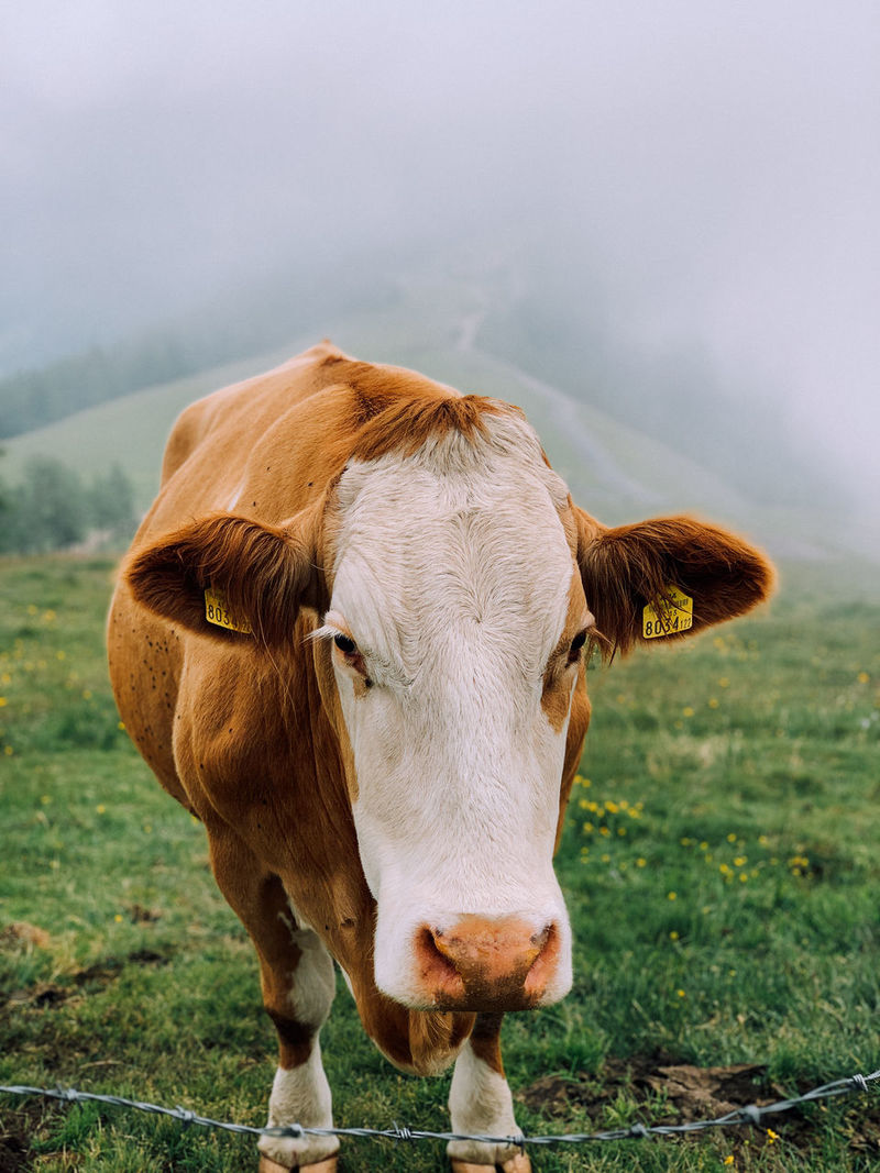 Cow standing on field against sky | ID: 180414400