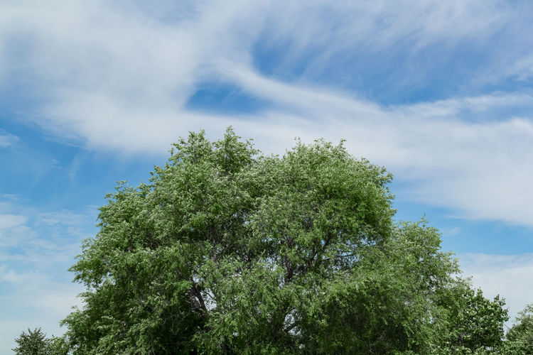 Low angle view of tree against sky