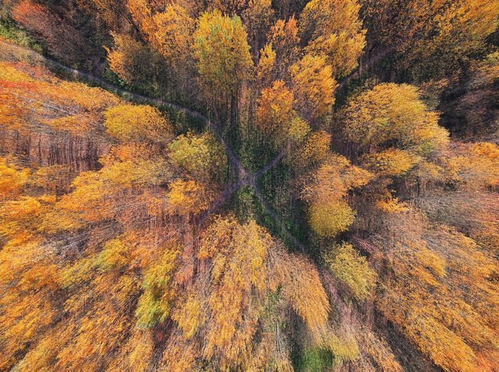 View of autumnal trees in the forest