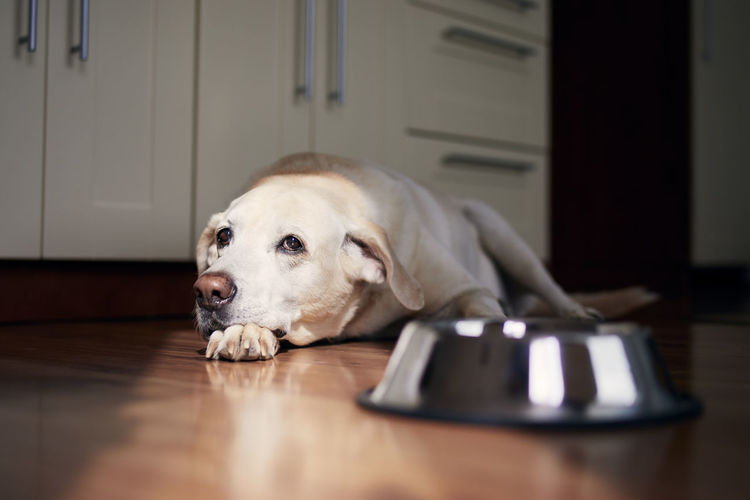 Dog with sad eyes waiting for feeding. old labrador retriever lying near empty bowl in home kitchen.