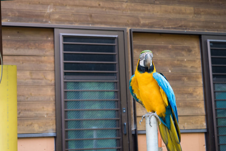 Close-up of a gold and blue macaw