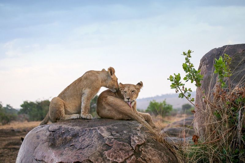 Lion cubs on rock at serengeti national park