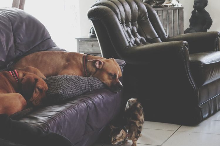 Dog sleeping on sofa