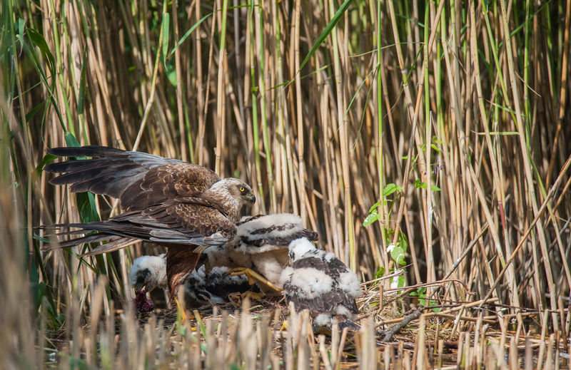 Marsh harrier with young at the nest.