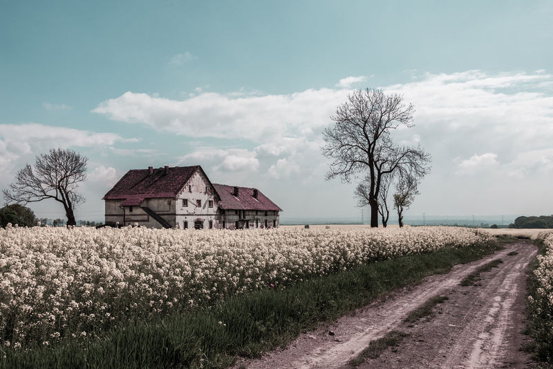 Abandoned house on a rapeseed field