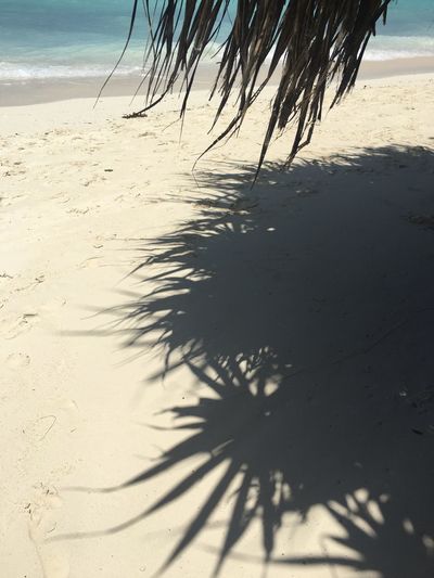 Shadow of palm tree on beach