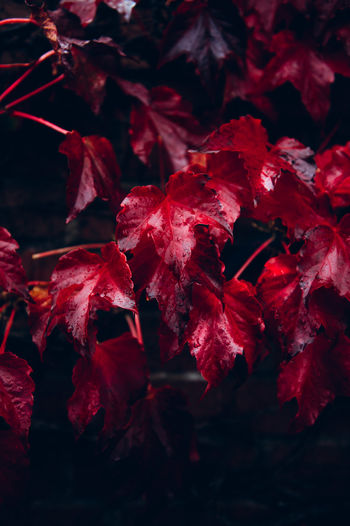Bright red leaves of wild grapes or ivy leaves on brick wall. fall season, autumn background concept