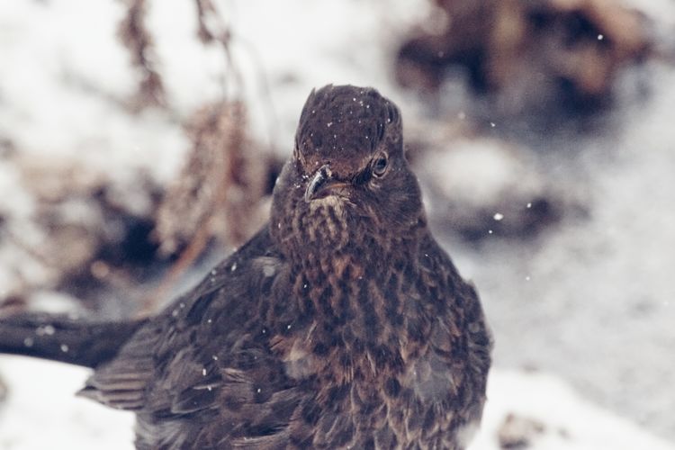 Close-up of bird during winter