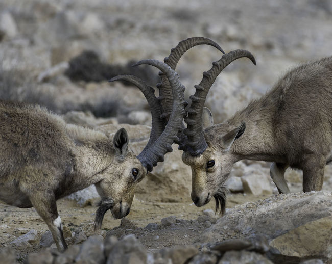 Gazelle in the desert 