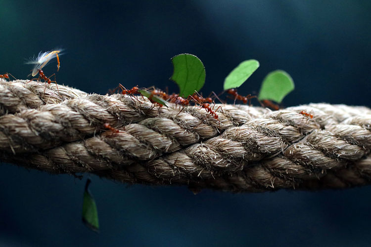 Close-up of ants on rope