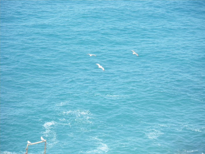 High angle view of swan swimming in sea