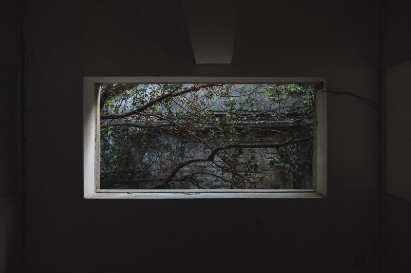 Plants seen through window of house