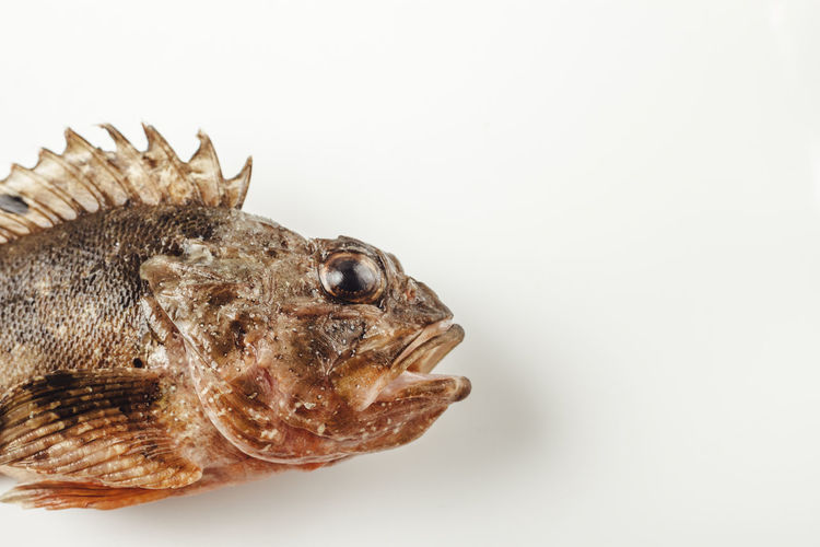 High angle view of dead scorpionfish on white background