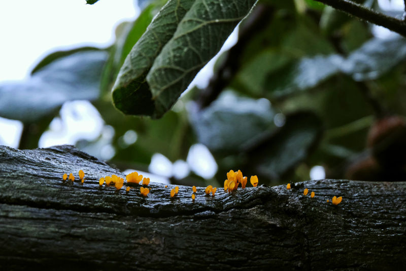 Close-up of tree trunk