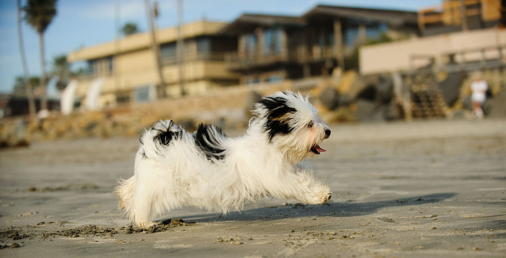 Dog running on beach against sky