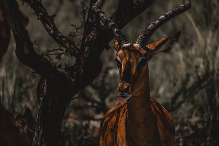 Impala in a forest