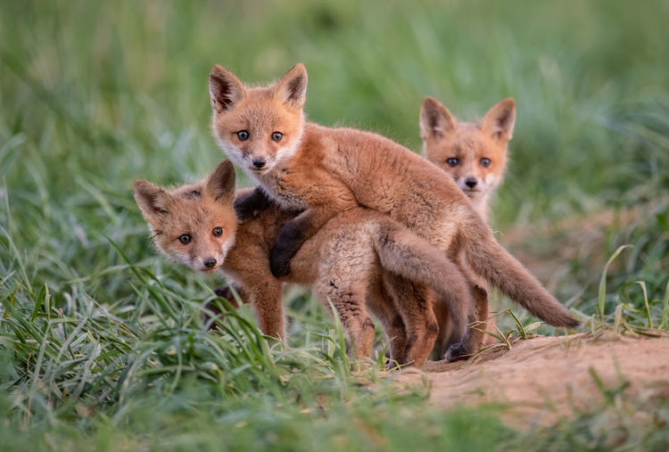 Fox pups on grass