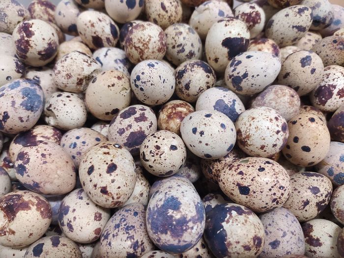  quail eggs 