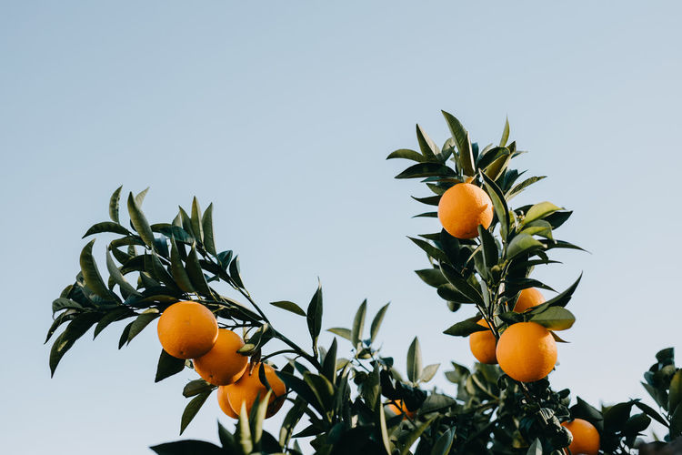 Low angle view of oranges growing on tree against clear sky